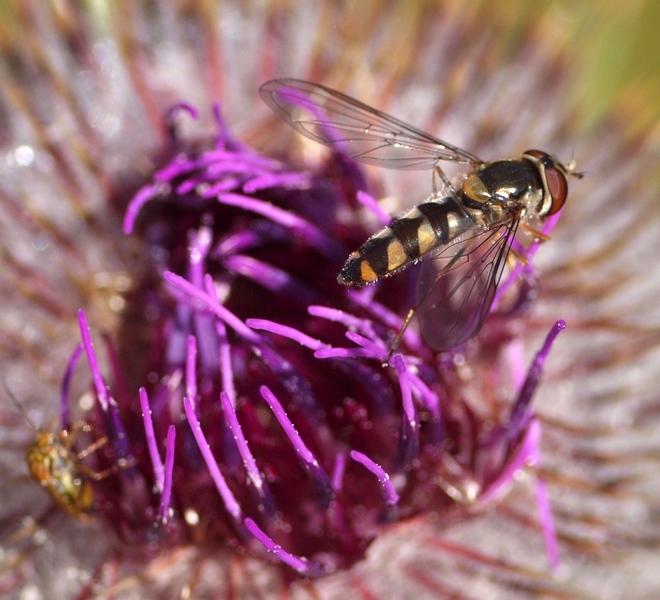 Meliscaeva auricollis ♀ (Syrphidae)